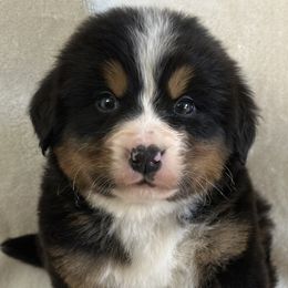 Cupid - Bernese Mountain Dog puppy from N.W. Mountain Retrievers