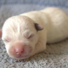 Clyde - Tri-colored male Parson Russell Terrier puppy in Menifee, California from Wendover Terriers