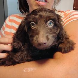 Winnie - Brown and white female Aussiedoodle puppy in Apache Junction, Arizona from Loving Doodle