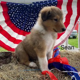 Sean - Sable male Collie puppy in Hinckley, Minnesota from Rusty Spur Collies
