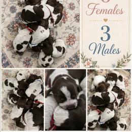 Female 2 - Brown and gray female Wirehaired Pointing Griffon puppy in Maiden, North Carolina from Saint Barbara's Wirehaired Pointing Griffons