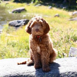 Australian Labradoodle Puppies from River's Edge Labradoodles
