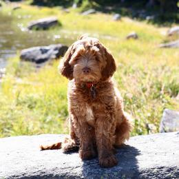 Australian Labradoodle Puppies from River's Edge Labradoodles