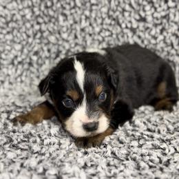 Bean - Black tri male Miniature Australian Shepherd puppy in Michie, Tennessee from Acton Aussies
