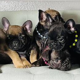 French Bulldogs from Shell Creek Kennels