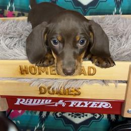 Rex - Chocolate and tan male Dachshund puppy in Cumberland, Wisconsin from Homestead Doxies & Shepherds LLC