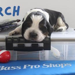 Perch - Black white and tan male English Springer Spaniel puppy in Barnstead, New Hampshire from C & S Farms