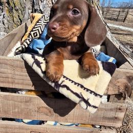 Gus - Chocolate and tan male Dachshund puppy in Woodburn, Iowa from Rolling S Ranch Doxies