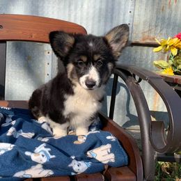 American Corgi and Pembroke Welsh Corgi Puppies from Bejay’s Corgis