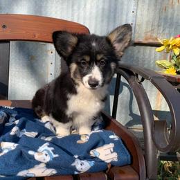 American Corgi and Pembroke Welsh Corgi Puppies from Bejay’s Corgis