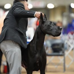 Great Danes from Genai Great Danes