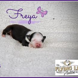 Freya - Black tri female Miniature Australian Shepherd puppy in Madisonville, Texas from Flying LL Aussies