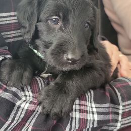 Labradoodle Puppies from Allandale Acres