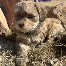 Choco Sable Silver Points MALE - Chocolate sable male Havanese puppy in Monahans, Texas from Homeward Havanese, LLC