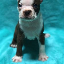 Boston Terrier Puppies from Bull Branch Bostons