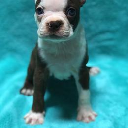 Boston Terrier Puppies from Bull Branch Bostons