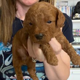Drax - Red  male Poodle puppy in Cedar City, Utah from Precious Paws Ranch