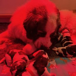 Pyrenean Mastiff Puppies from Bella Dulce