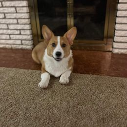 American Corgi and Pembroke Welsh Corgi Puppies from Beebe’s Corgis