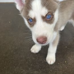 Siberian Husky Puppies from Texas Siberian Husky Kennels (TSHK)