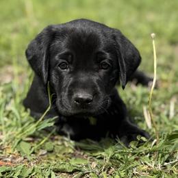 Peach Girl - Black female Labrador Retriever puppy in Derby, Kansas from Wheatland Retrievers