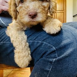 Lagotto Romagnolo Puppies from Lagotti di Mesilla