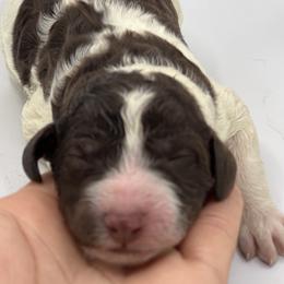 Labradoodle puppies from Four Paws Down