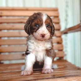 Mercy - Blue merle female Bernedoodle puppy in Jackson, Missouri from Pincksten Family Doodles
