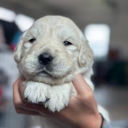 Girl 4 - Light golden female Golden Retriever puppy in Orland, California from Brownfield’s English Cream Golden Retrievers