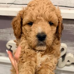 Happy - Red  female Goldendoodle puppy in Bradenton, Florida from Christianna’s Mini Goldendoodles