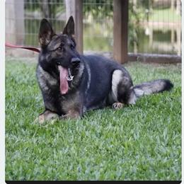 Alia - German Shepherd