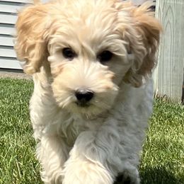 White girl - Cream Australian Cobberdog puppy in Grand Rapids, Michigan from Joreese Australian Cobberdogs