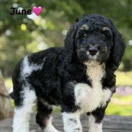 June - Parti female Poodle puppy in Lancaster, Minnesota from Finney Ranch