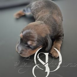 Adam AKC Shaded Red - Red male Dachshund puppy in Los Angeles, California from Sterling Dachshunds