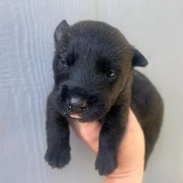 Archie - Brindle male Scottish Terrier puppy in Chattanooga, Tennessee from Oodles of Cuties!
