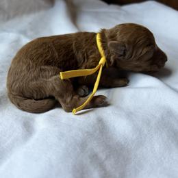 Poodle puppies from West Cobb Dogs