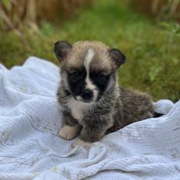Glacier - Sable and white male American Corgi puppy in Hope, Arkansas from Foxy Knoll Farm