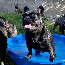 French Bulldogs from Vine View Frenchies