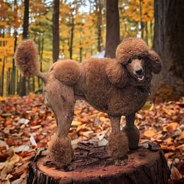 Max - Poodle