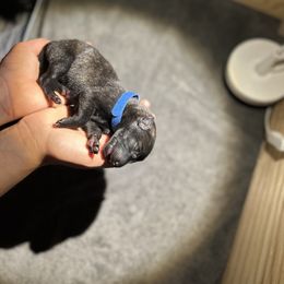 Dutch Shepherd Puppies from TN Dutch Shepherd