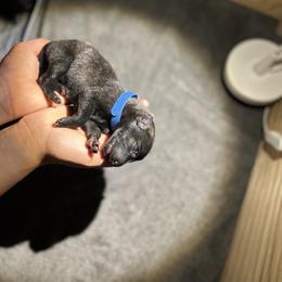 Dutch Shepherd Puppies from TN Dutch Shepherd