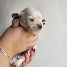 Yellow - Golden female Golden Retriever puppy in Lucasville, Ohio from Halo Kennels