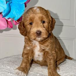 Strawberry - Red  female Goldendoodle puppy in Beecher, Illinois from Erica’s Doodles