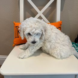 Goldendoodle Puppies from Pacific Goldendoodle, LLC
