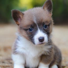 Deuce - Sable male Pembroke Welsh Corgi puppy in Star City, Arkansas from Say When Corgi Co.