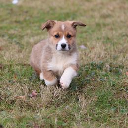 Pembroke Welsh Corgi Puppies from Goldstar Puppies