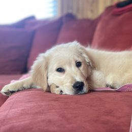 Golden Retrievers from Gahns Great Goldens
