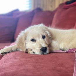 Golden Retrievers from Gahns Great Goldens