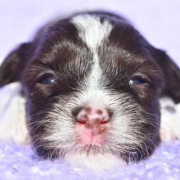 Rhiannon - Chocolate female Havanese puppy in Angier, North Carolina from Hoppy Havanese