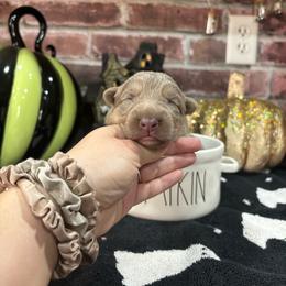 Maple - Isabella female German Shepherd puppy in Watervliet, Michigan from M&M Shepherd Farms